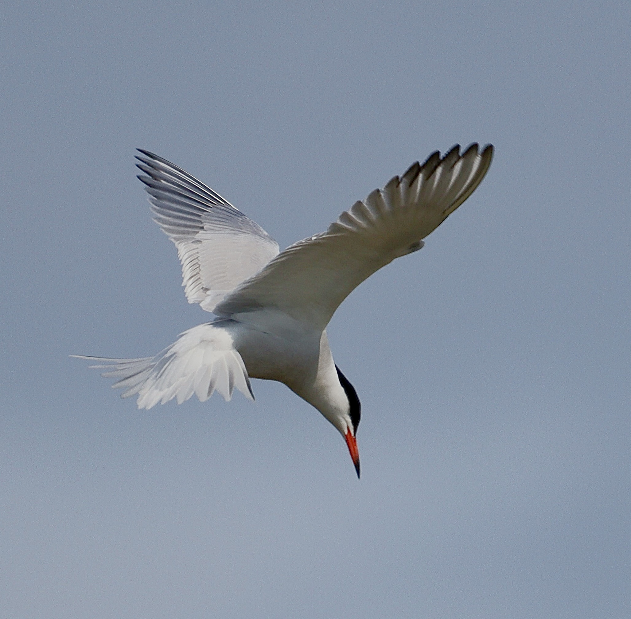 van Vogels tot Vossen