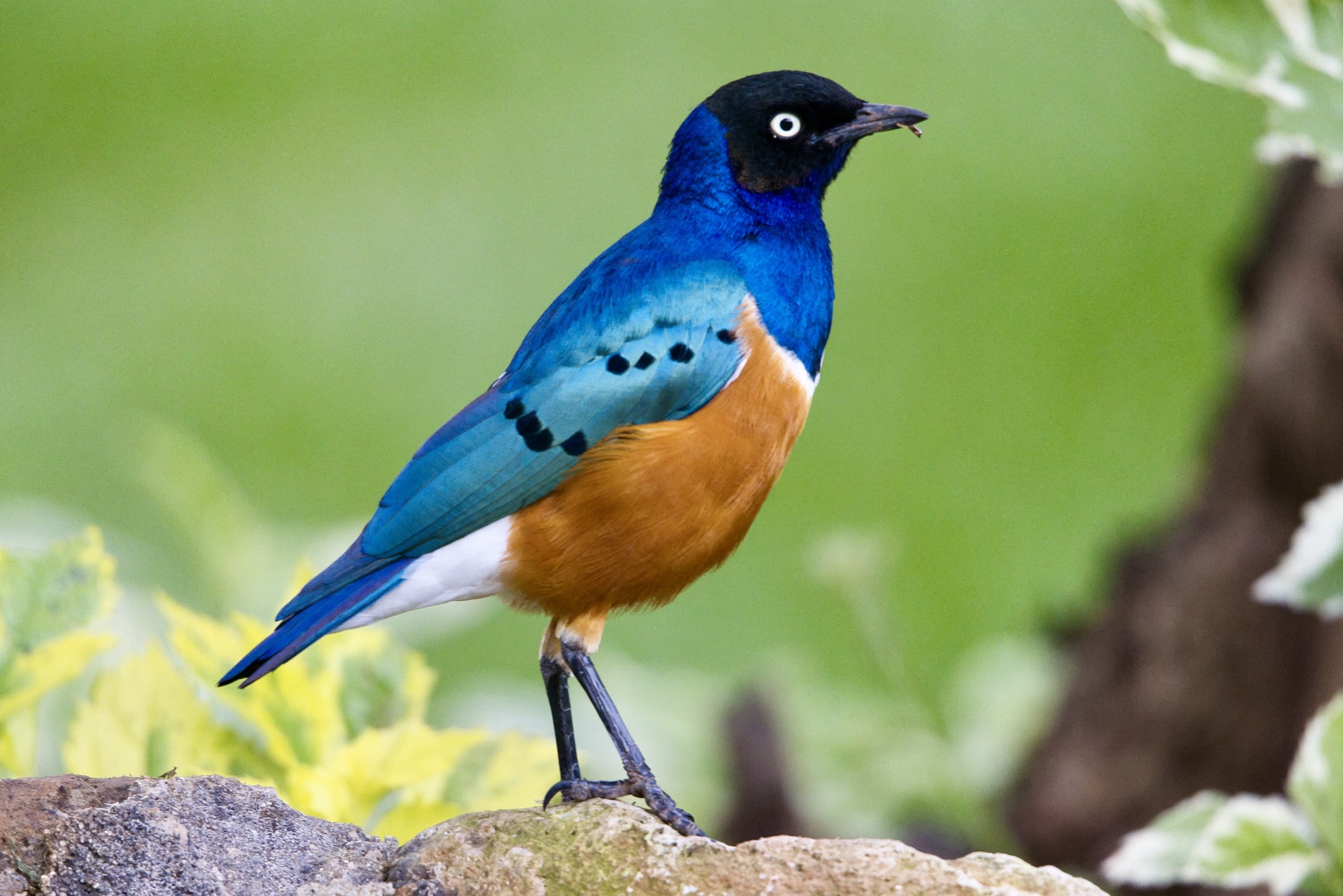 Van Vogels tot Vossen